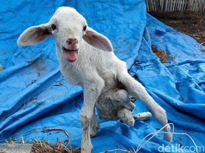 Kambing di Kulon Progo Ini Punya 7 Kaki dan 2 Kelamin