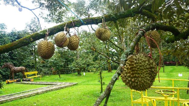 Kebun Durian Warso Farm di Bogor
