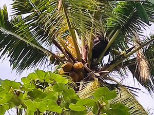 Begini Cara Warga Bangunkan Pria Banyuwangi yang Tidur di Atas Pohon Kelapa