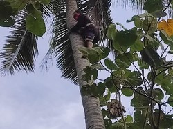 Cerita Perselingkuhan yang Berakhir Tidur di Atas Pohon Kelapa