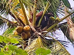 Heboh Seorang Pria Banyuwangi Tidur di Atas Pohon Kelapa Berjam-jam Lamanya