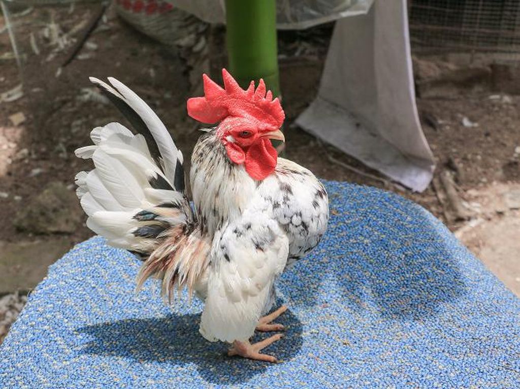 Bukan untuk Dimakan, Ayam Ini Diternak Buat Jadi Model Binaragawan