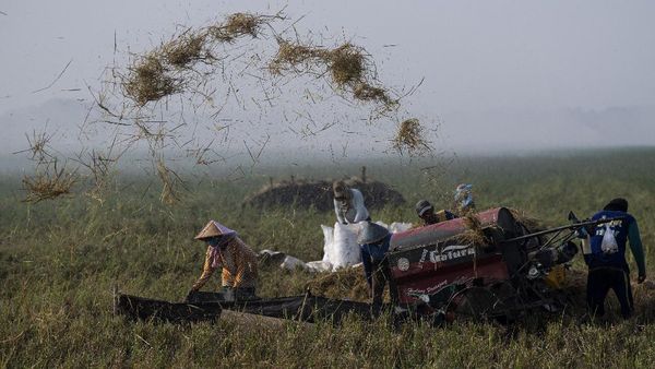 Indonesia Dijamin Tak Perlu Impor Beras