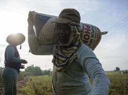 ID FOOD Resmi Terbentuk, Ini Salah Satu Fokus Holding BUMN Pangan