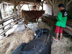 Disnak Tulungagung Tak Bisa Uji Lab Kasus Kematian 25 Hewan Ternak