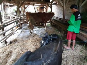 25 Ternak di Tulungagung Mati Beruntun, Muncul Isu Santet 25 Ternak di Tulungagung Mati Beruntun, Muncul Isu Santet