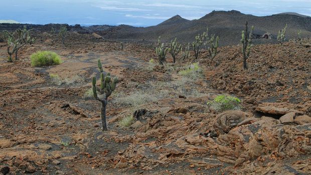 Isabela Island Volcanic landscape around Sierra negra volcano in Isabela island, Galapagos, Ecuador