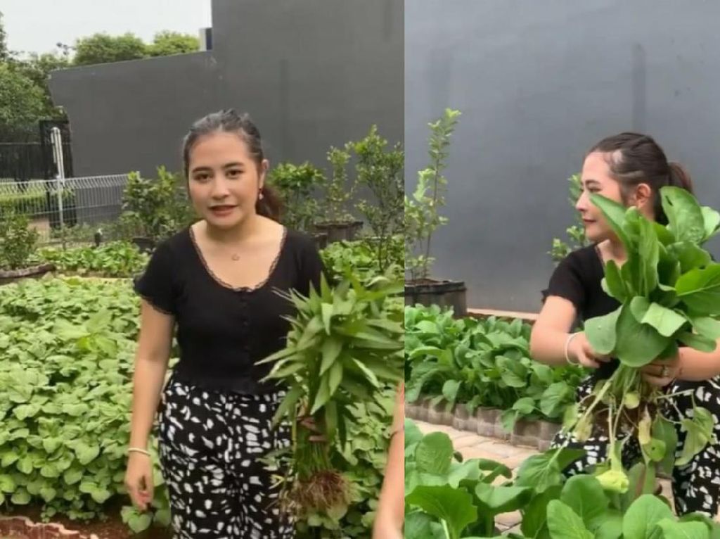 Prilly Latuconsina Punya Kebun Sayur Organik di Rumah, Tanam Apa Saja? Prilly Latuconsina Punya Kebun Sayur Organik di Rumah, Tanam Apa Saja?