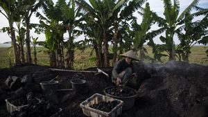 Intip Produksi Arang Kayu di Karawang