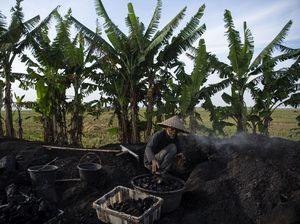 Intip Produksi Arang Kayu di Karawang Intip Produksi Arang Kayu di Karawang