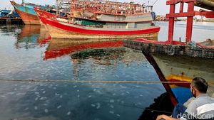 Penampakaan Jutaan Ubur-ubur yang Serbu Pantai Mayangan Probolinggo
