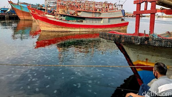 Penampakaan Jutaan Ubur-ubur yang Serbu Pantai Mayangan Probolinggo