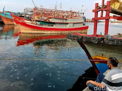 Penampakaan Jutaan Ubur-ubur yang Serbu Pantai Mayangan Probolinggo