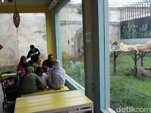 Serunya Sensasi Makan Ditemani Harimau dan Singa Serunya Sensasi Makan Ditemani Harimau dan Singa