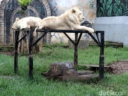 Krisis Saat PPKM, Bandung Zoo Kurangi Jatah Makan Hewan dan Buka Donasi