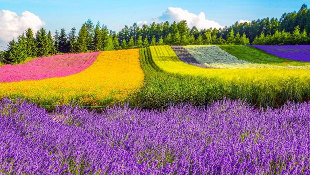 Irodori field, Tomita farm, Furano, Japan. It is the famous and beautiful flower fields in Hokkaido
