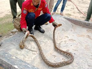 Ngeri! 3 Ekor Ular Sanca Muncul di Permukiman Warga di Kendari