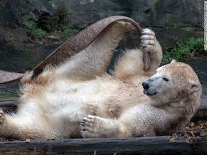 Beruang Liar Ini Ditembak Mati Setelah Menyerang Warga di Jepang Beruang Liar Ini Ditembak Mati Setelah Menyerang Warga di Jepang