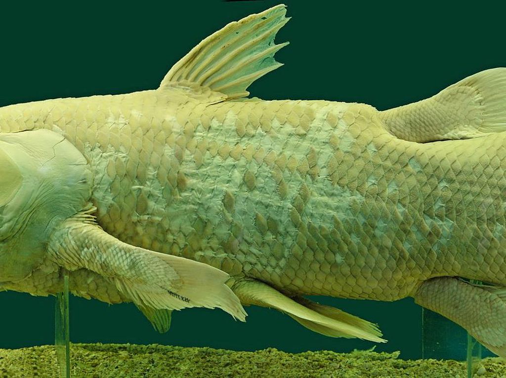 Ikan Purba dari 420 Juta Tahun Silam Ditemukan Hidup