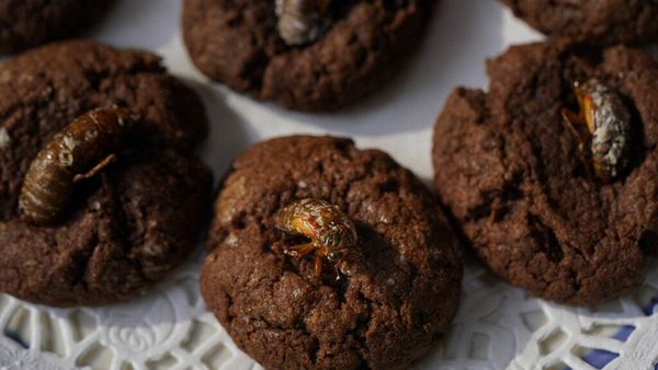 Hama Jangkrik yang Kini Jadi Kue Coklat
