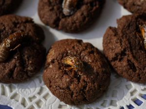 Hama Jangkrik yang Kini Jadi Kue Coklat Hama Jangkrik yang Kini Jadi Kue Coklat