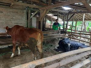 Hasil Investigasi Disnak Tulungagung soal 8 Hewan Ternak Mati Mendadak Hasil Investigasi Disnak Tulungagung soal 8 Hewan Ternak Mati Mendadak
