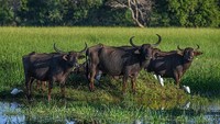 Harga Sapi Hidup Tinggi, RI Impor Kerbau Australia