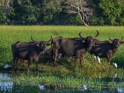 Indonesia Hentikan Sementara Impor Daging Kerbau dari India Terkait Pandemi