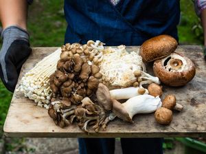 Ini 6 Manfaat Makan Jamur Secara Teratur Ini 6 Manfaat Makan Jamur Secara Teratur