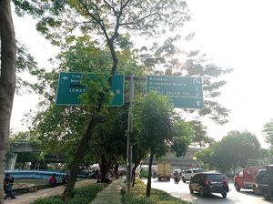Penunjuk Arah di Daan Mogot Tak Terlihat, Pohon Penghalang Dipangkas