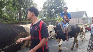 Foto: Tradisi Lebaran Sapi di Boyolali