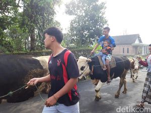 Foto: Tradisi Lebaran Sapi di Boyolali