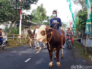 Habis Idul Fitri, Terbitlah Tradisi Lebaran Sapi