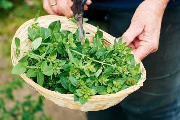foto: Oregano sebagai antioksidan alami/medicalnewstoday.com