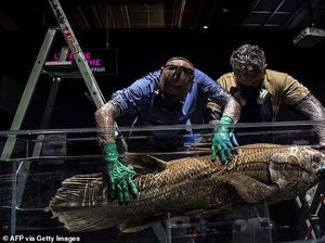 7 Spesies Hewan Ini Berhasil Selamat dari Era Kepunahan Dinosaurus, Apa Saja Ya? 7 Spesies Hewan Ini Berhasil Selamat dari Era Kepunahan Dinosaurus, Apa Saja Ya?