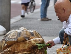 Ini Bon-chan, Kura-kura Raksasa yang Lagi Hits di Medsos