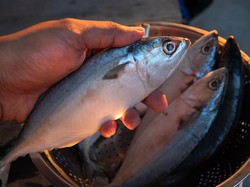 Ternyata Kandungan Gizi Ikan Kembung Tak Kalah dari Salmon