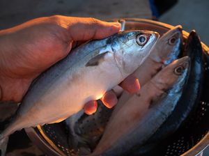 Ternyata Kandungan Gizi Ikan Kembung Tak Kalah dari Salmon Ternyata Kandungan Gizi Ikan Kembung Tak Kalah dari Salmon