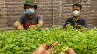Budidaya Tanaman Mint di Masa Pandemi