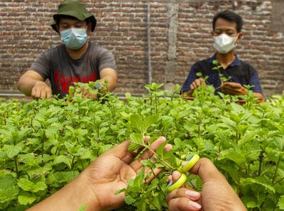 Budidaya Tanaman Mint di Masa Pandemi