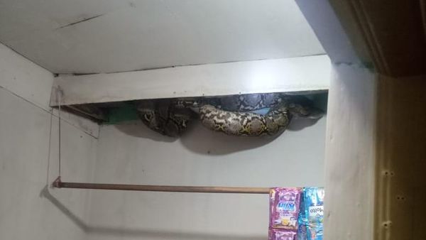 Penampakan Ular Sanca 4 Meter Muncul di Plafon Rumah Warga Jakbar