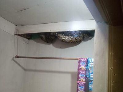 Penampakan Ular Sanca 4 Meter Muncul di Plafon Rumah Warga Jakbar