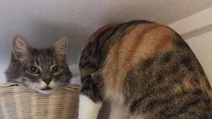 Foto yang Ditangkap Pada Momen yang Tepat, Hasilnya Mind Blowing!