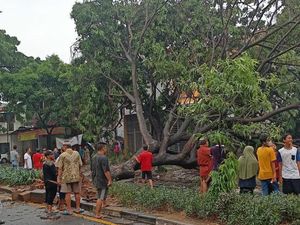 Angin Kencang Jadi Sebab Pohon-pohon Tumbang di Jl Juanda Depok