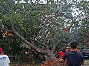 3 Pohon Tumbang di Depok Usai Hujan dan Angin Kencang