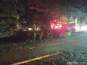 Jl Juanda Belum Bersih dari Sisa Pohon Tumbang, Arah Margonda Masih Macet