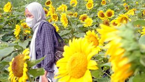 Hamparan Kebun Bunga Matahari Ini Ada di Atap Gedung Lho