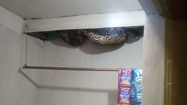 Ular muncul di plafon rumah warga di Jakbar