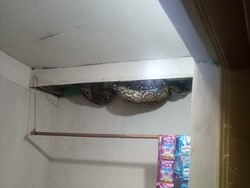 Ngeri! Ular Sanca 4 Meter Muncul dari Plafon Rumah Warga di Jakbar