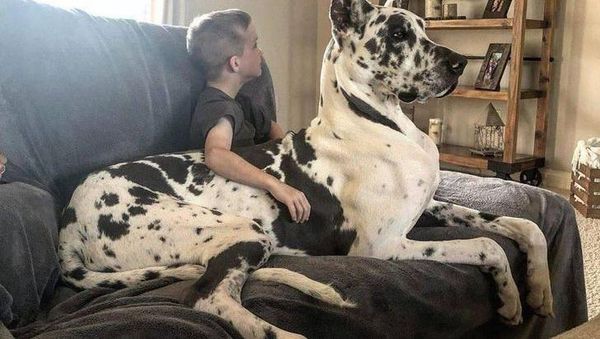 Foto langka dan Unik Ukuran Raksasa